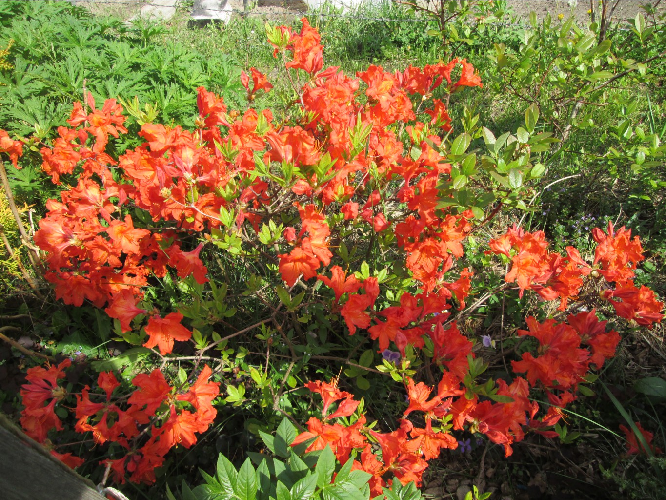 IMG 4369.JPG