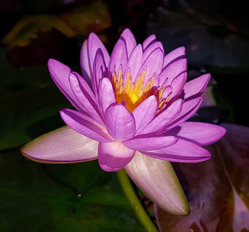 N. Siam Purple 2