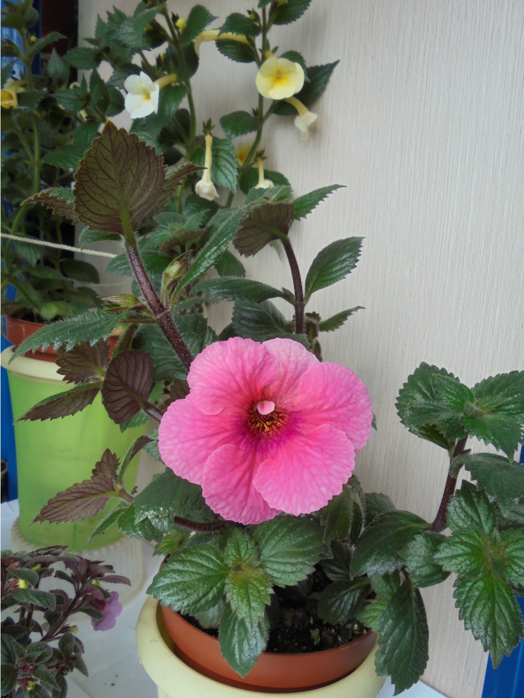 DSC02143.JPG