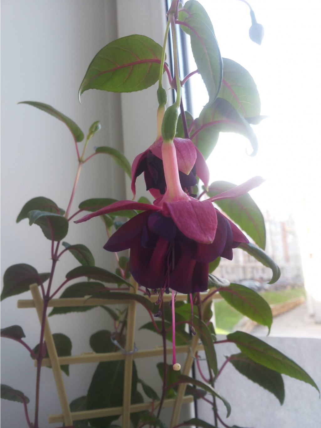 20160505 095102.jpg