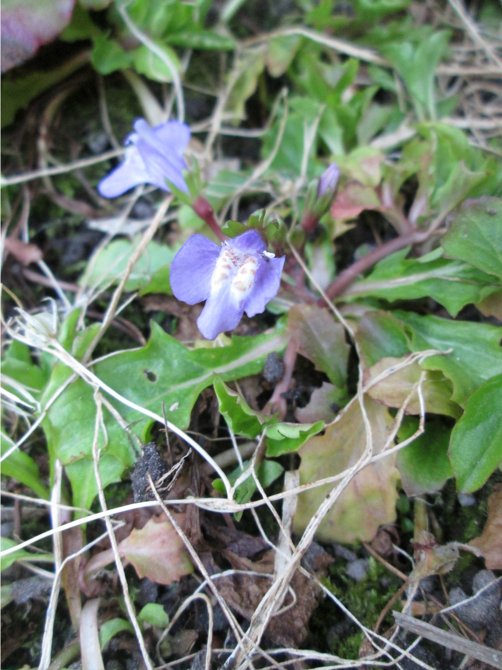 IMG 4381.JPG