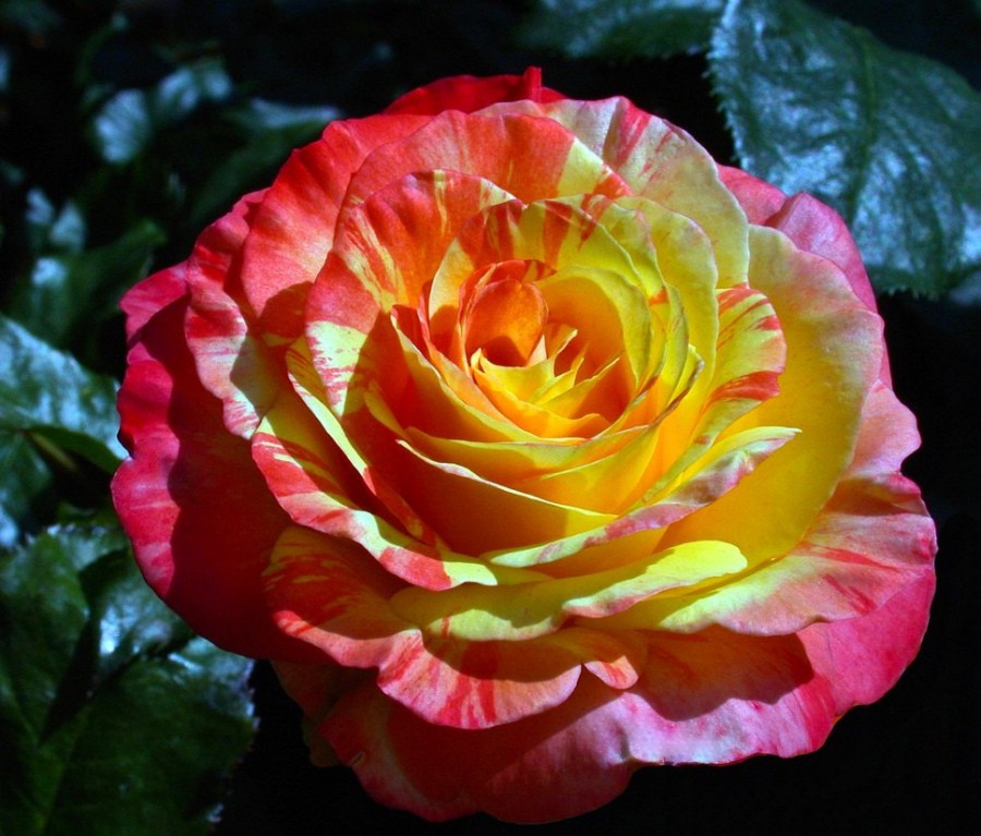 Rosa chihuly.jpg