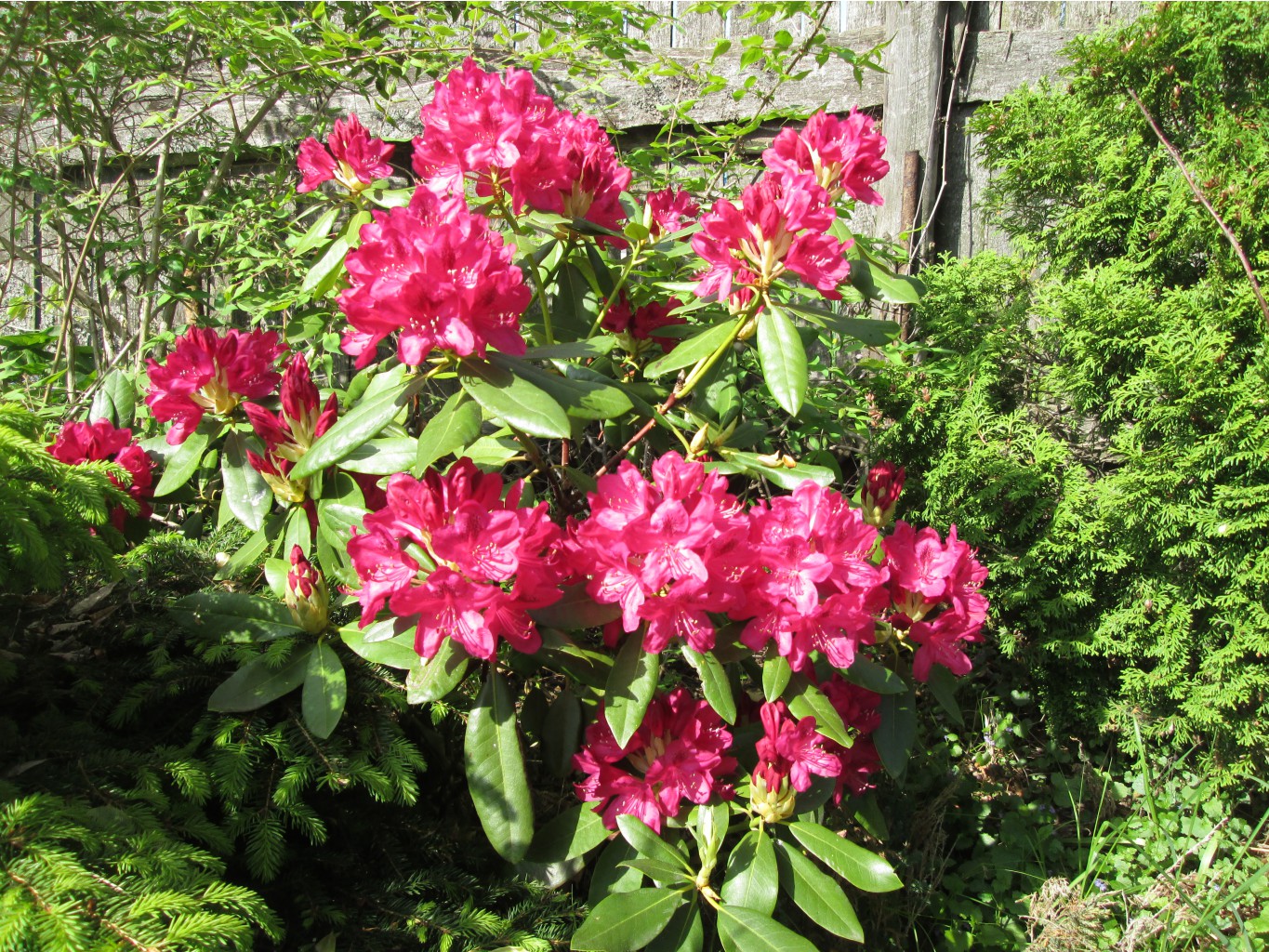 IMG 4359.JPG