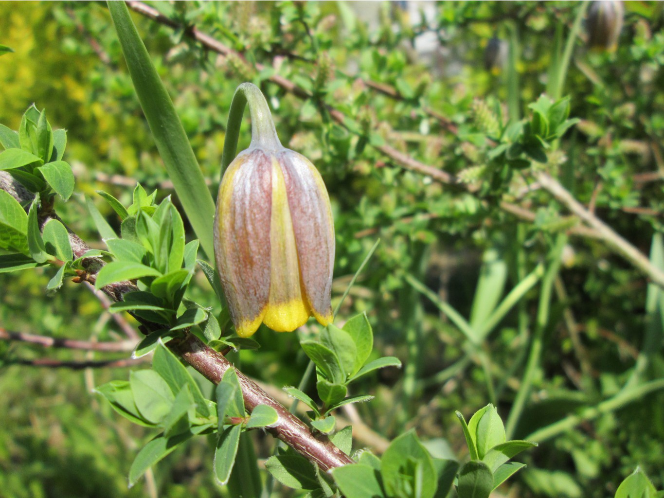 IMG 4325.JPG