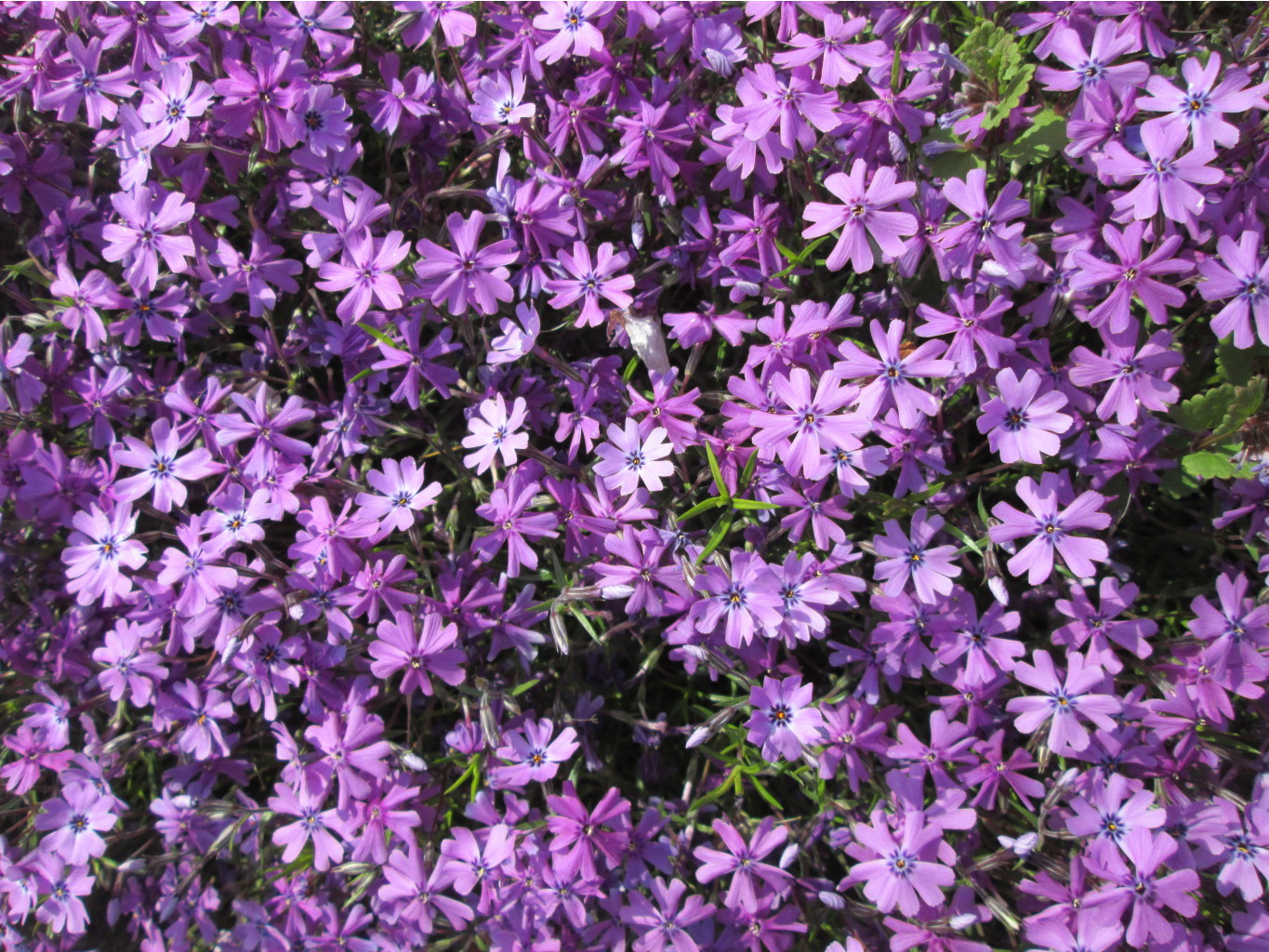 IMG 4373.JPG