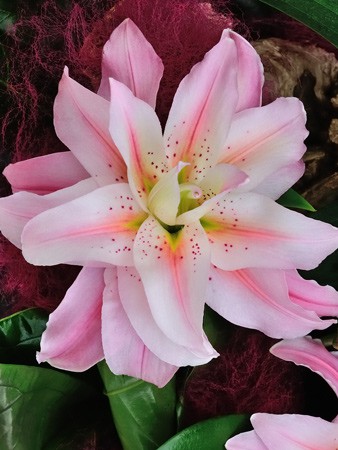 63,17.  ROSELILY (   3 .,   1.).jpg