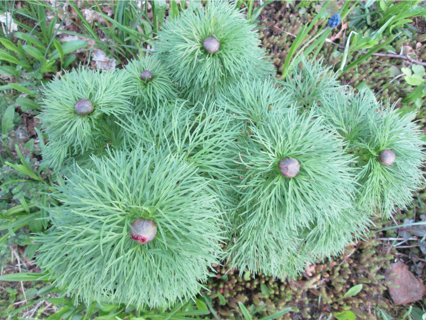 IMG 4358.JPG