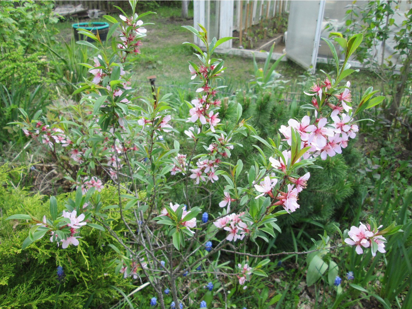 IMG 4345.JPG