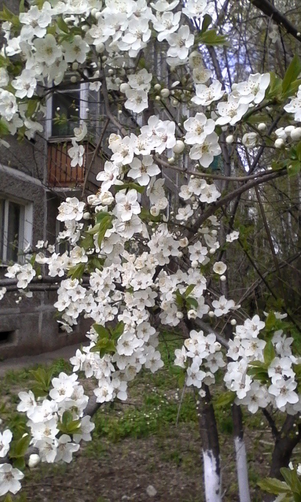 IMG 20160430 115441.jpg