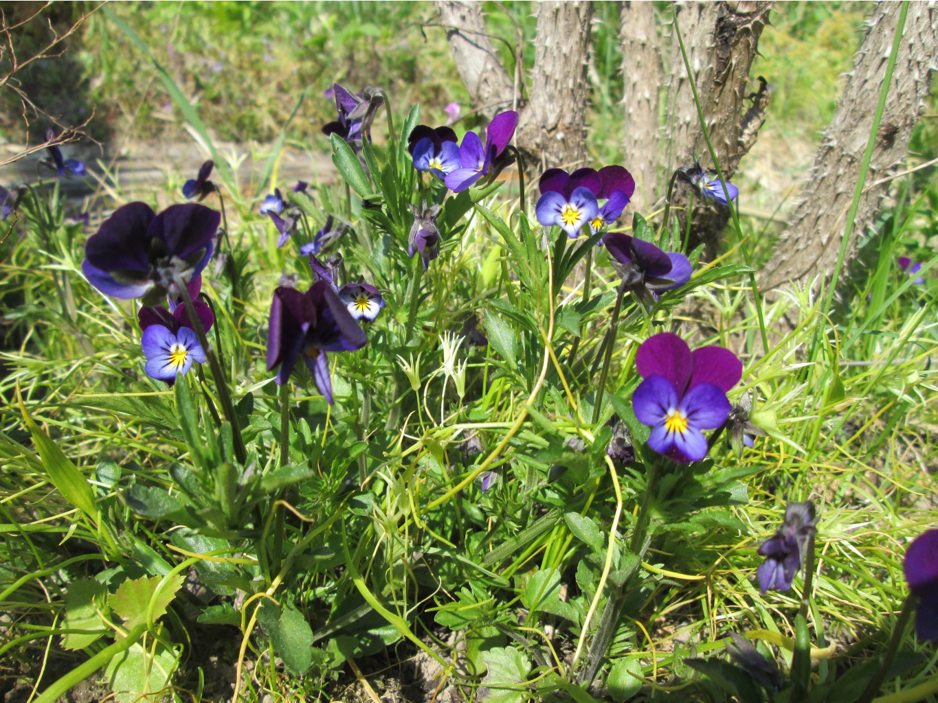 IMG 4340.JPG