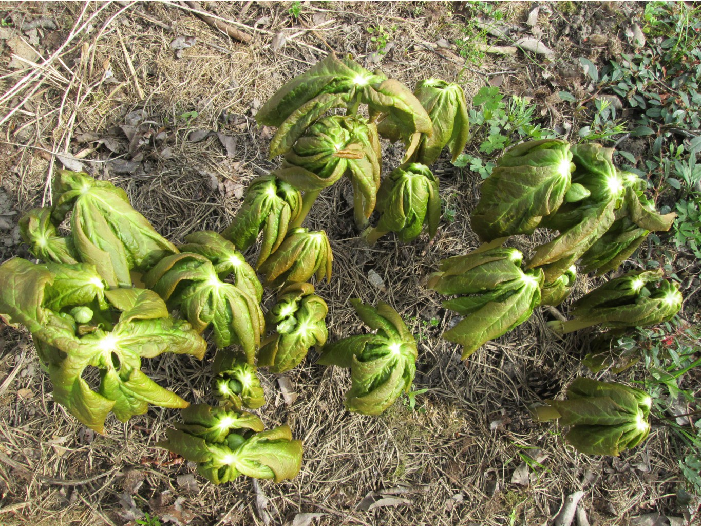 IMG 4307.JPG