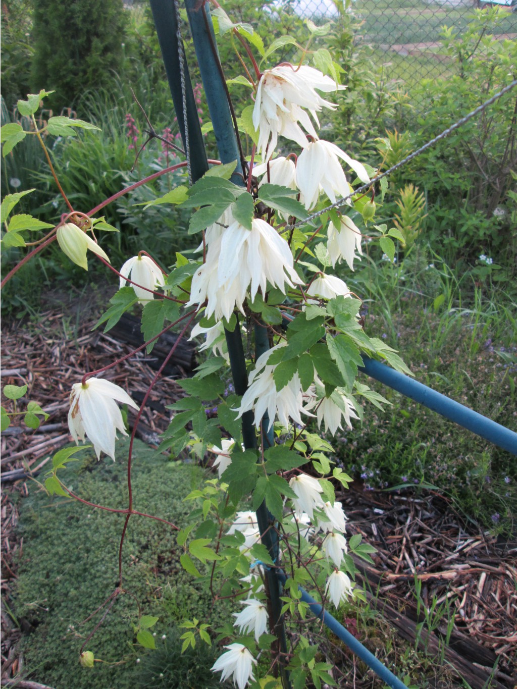 IMG 4398.JPG