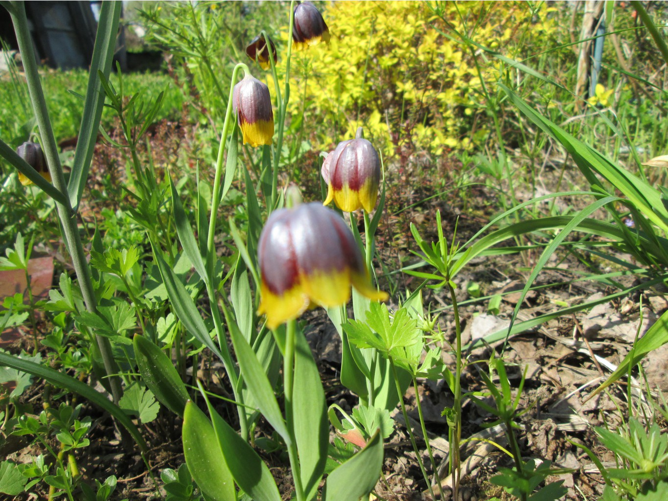 IMG 4324.JPG