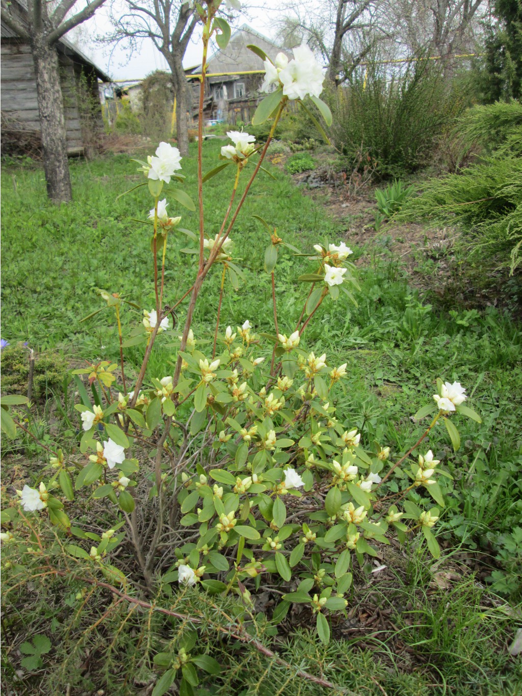 IMG 4311.JPG