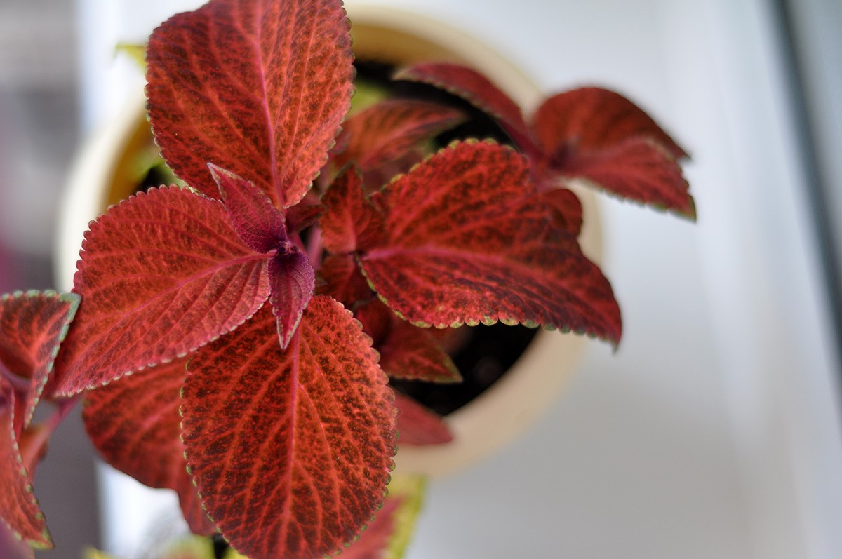 Coleus WIZARD VELVET RED