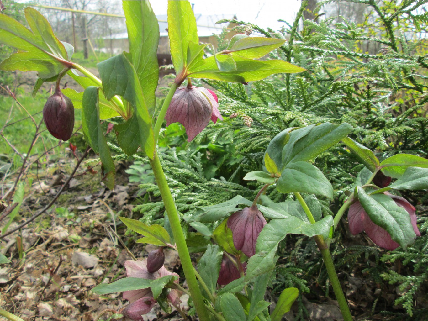 IMG 4304.JPG