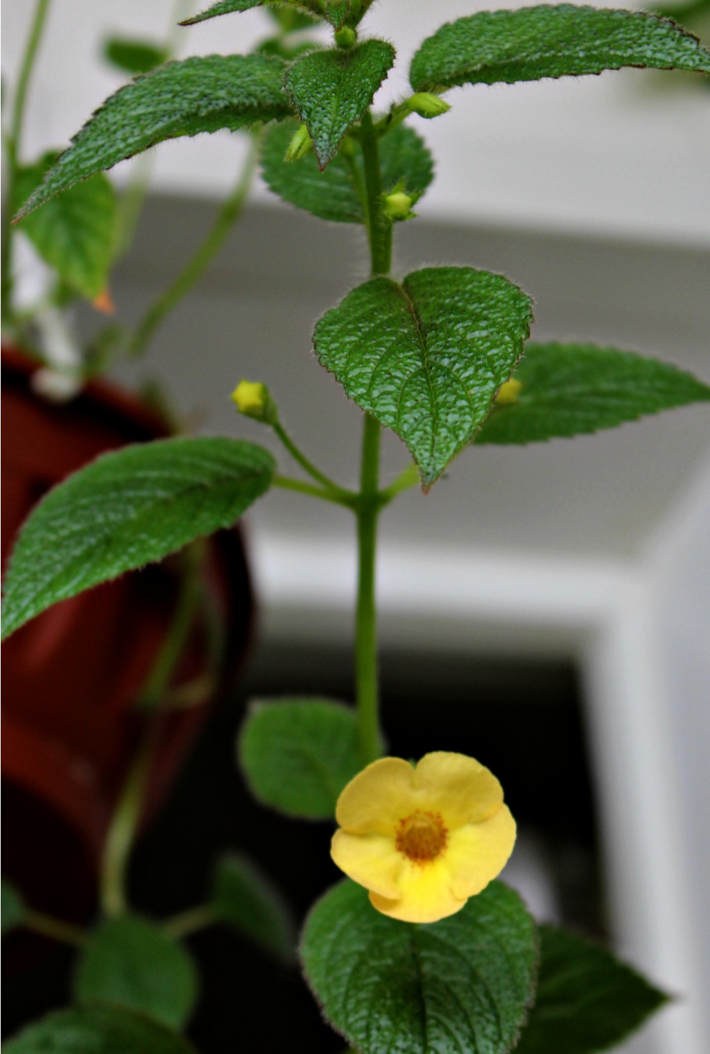 Clouded Yellow. Первый цветочек. 15.05.
