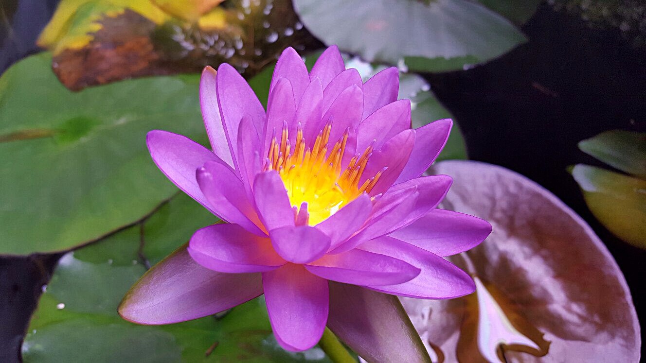N. Siam Purple 2