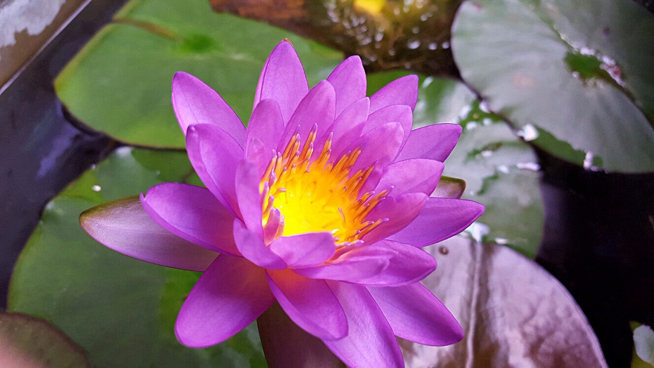 N. Siam Purple 2