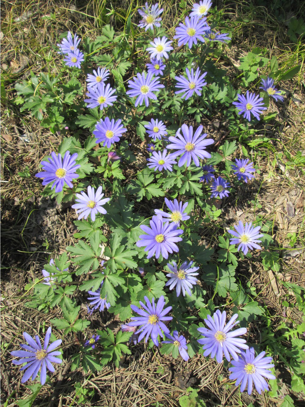 IMG 4333.JPG