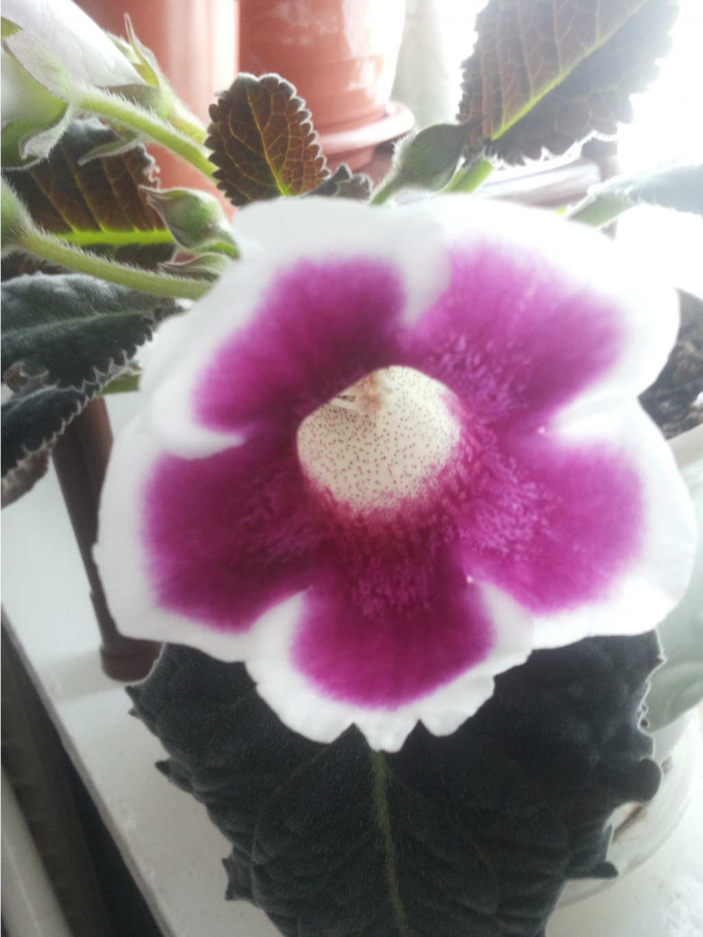 20160427 063055.jpg
