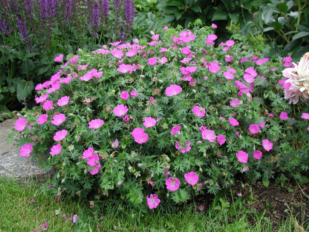  - Vision Pink ( )- 120