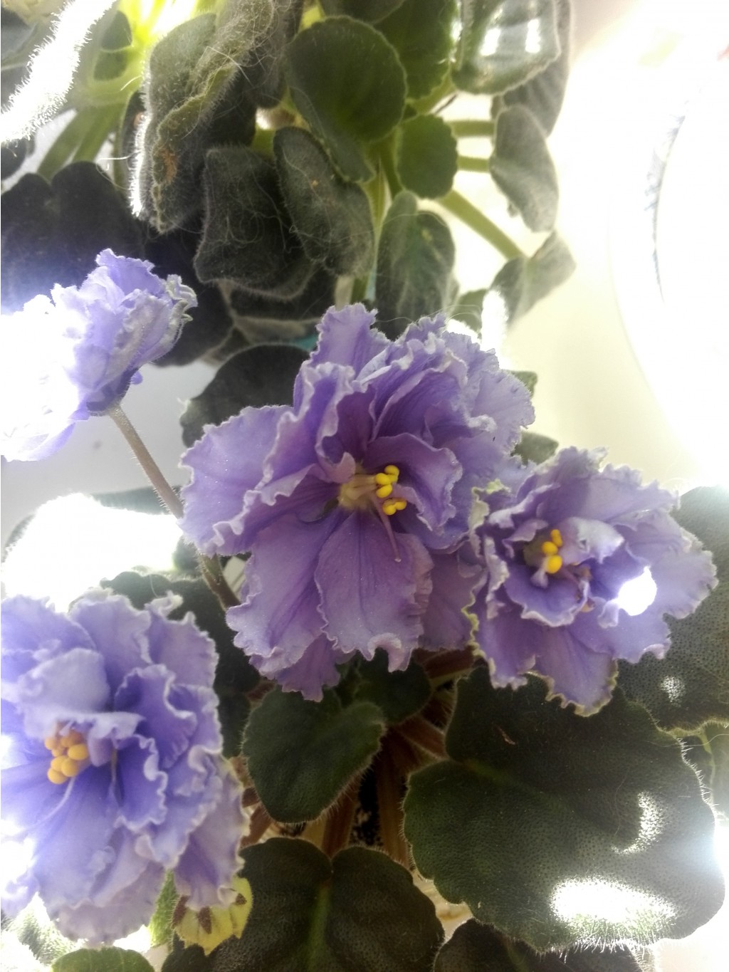 IMG 20160514 115917.jpg