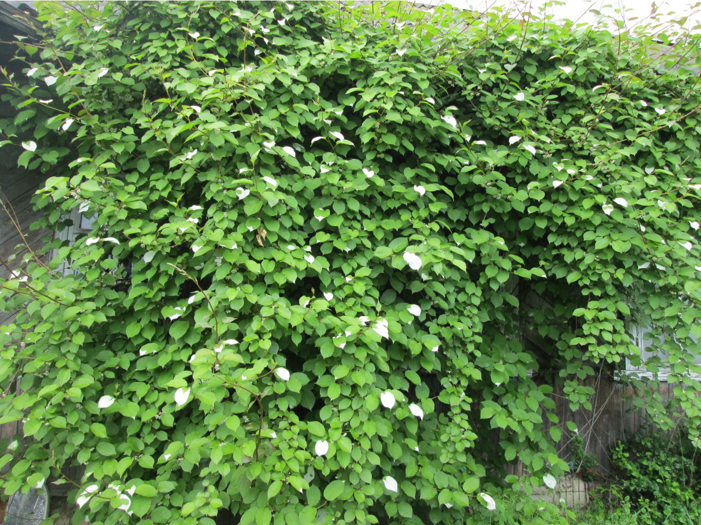 IMG 4382.JPG