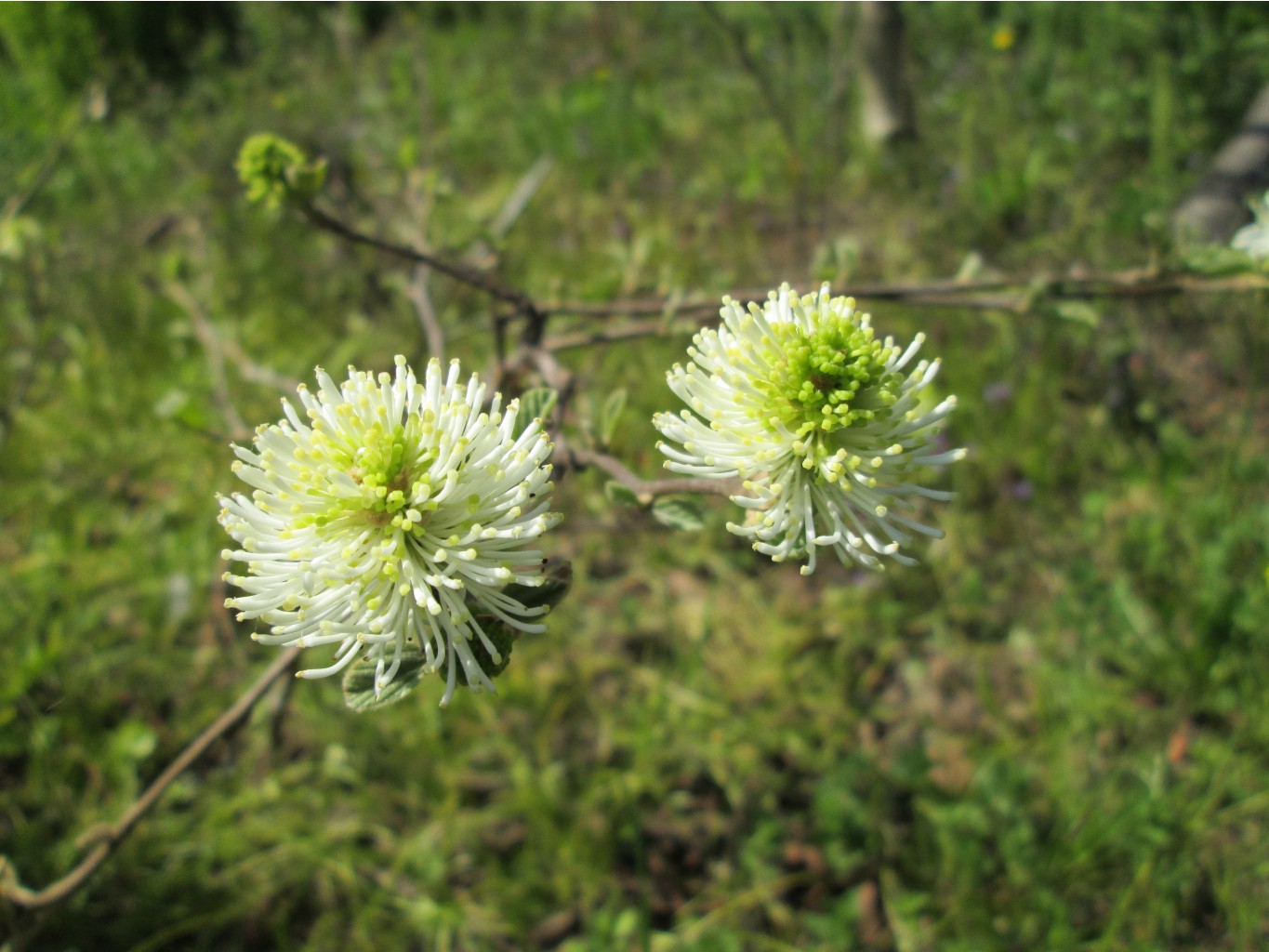 IMG 4334.JPG