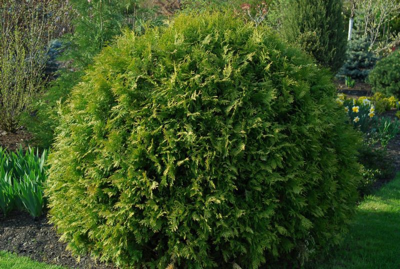 Thuja () occidentalis Globosa - 6,72