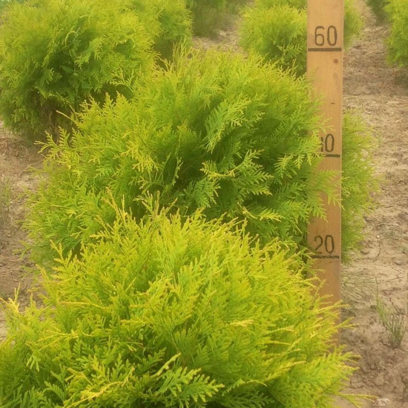 Thuja () occidentalis Golden Globe - 3,86