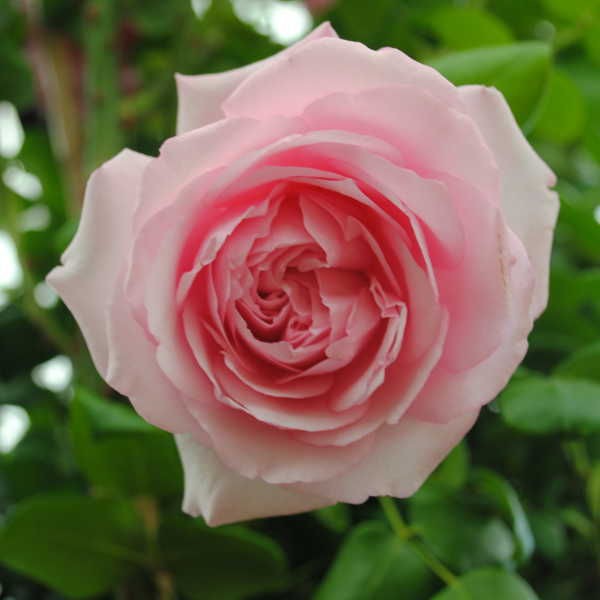 Rosa () Sir John Mills C5.5 - 19,04