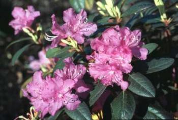 Rhododendron (-) hubr. P.J.M.Elite 0 10,96