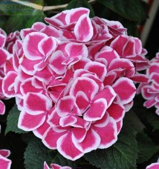 Hydrangea () m. Red Ace P19/C3 25-30 CM - 7,0