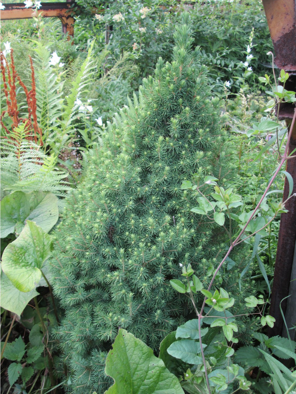 IMG 4446.JPG