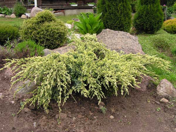 Juniperus () squamata Holger - 5,13