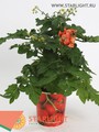 Ликоперсикон Микро Томат (25) 255.00