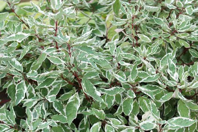 Cornus () alba Sibirica Variegata - 4,76