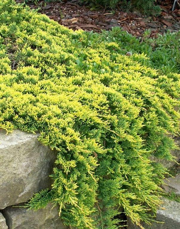 Juniperus (-) horizontalis Golden Carpet - 6,18