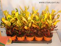 Кодиеум Мамми (40) 295.00