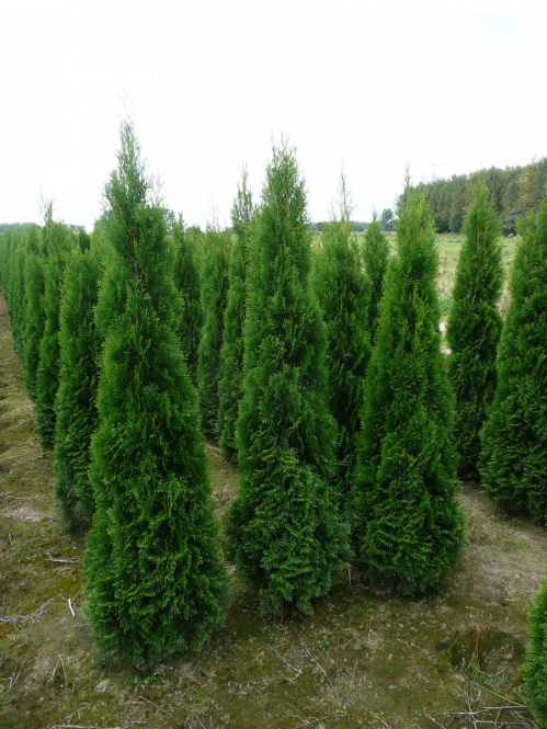 Thuja () occidentalis Smaragd - 8,4