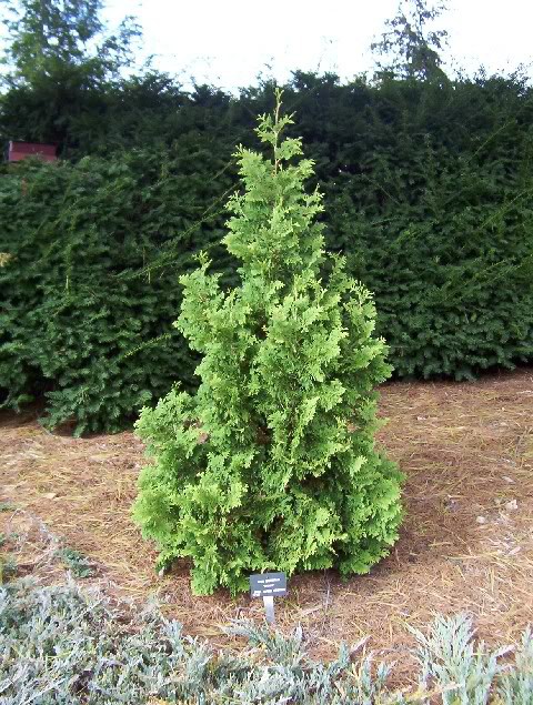 Thuja () occidentalis Spiralis - 4,59