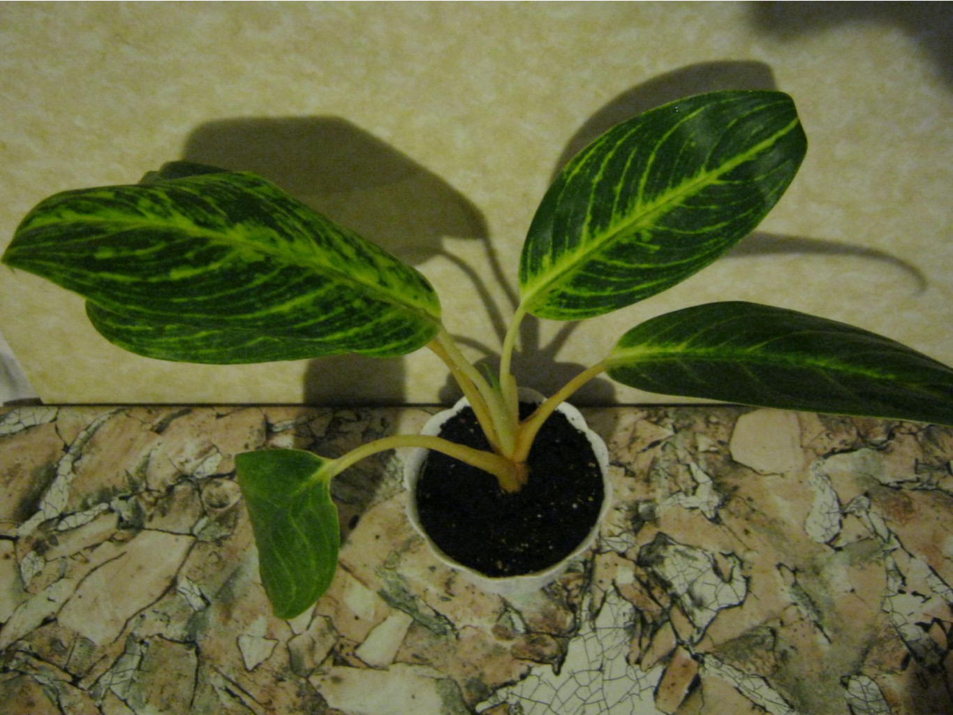 aglaonema king of siam