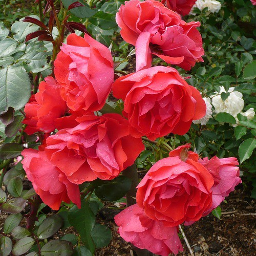 Rosa () Cadilac C5 - 6,97