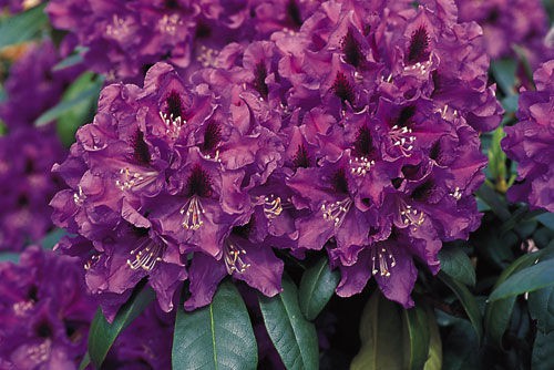 Rhododendron (-) hubr. Rasputin - 10,96