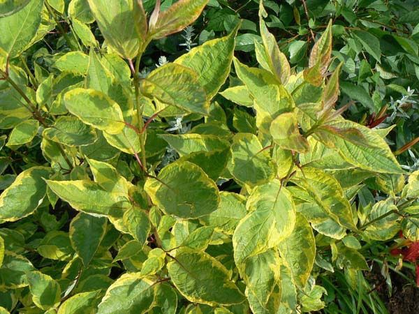 Cornus () alba Gouchaultii - 3,64