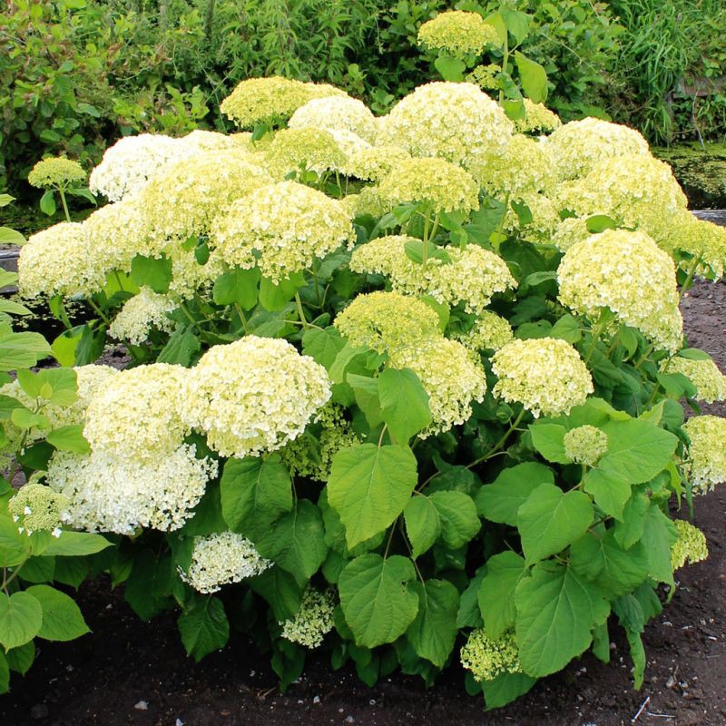 Hydrangea () arb. Bounty 3-4  - 2,52