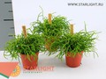 Рипсалис Кассута (10) 105.00