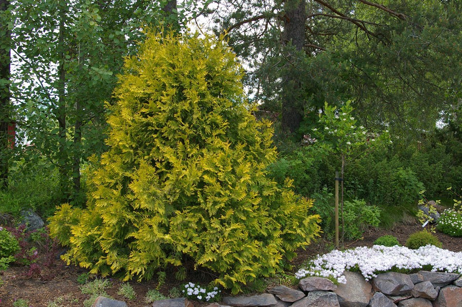 Thuja () occidentalis Sunkist - 4,2