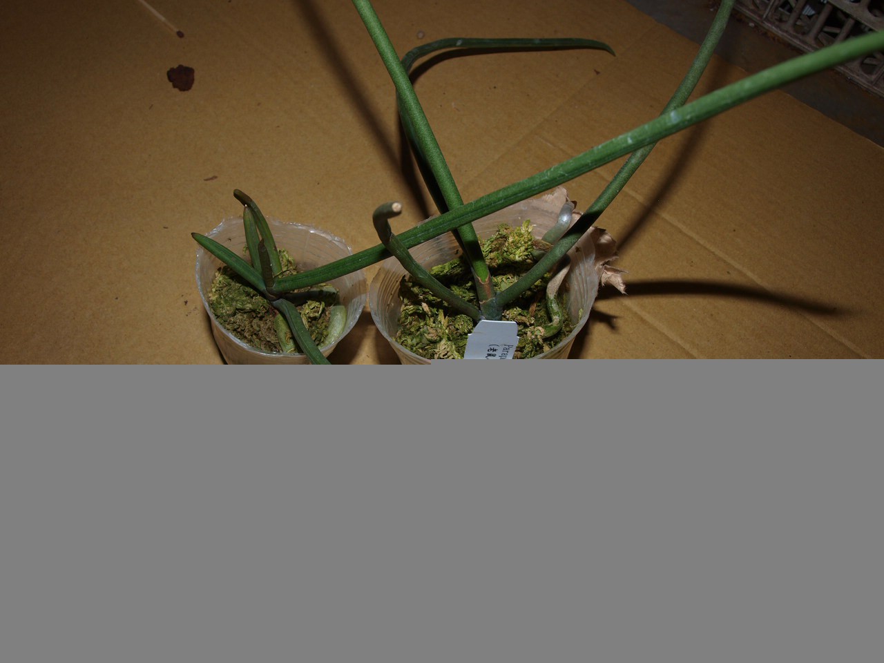 Paraphalaenopsis labukensis N 9